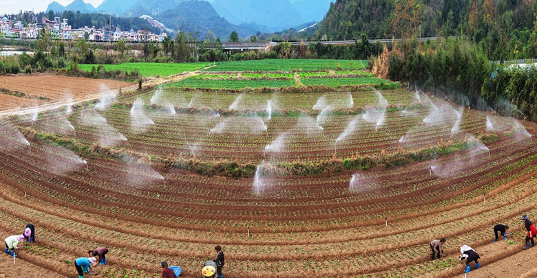 蔬菜輪種促增收